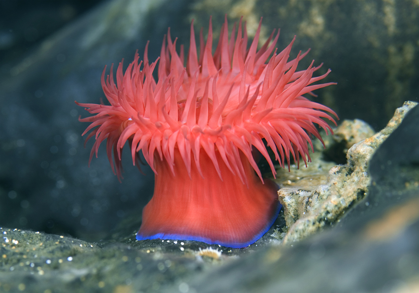 sasanka-konska-actinia-equina-568